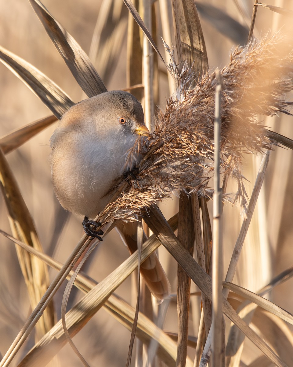 Сахалт хөх бух - ML646913791