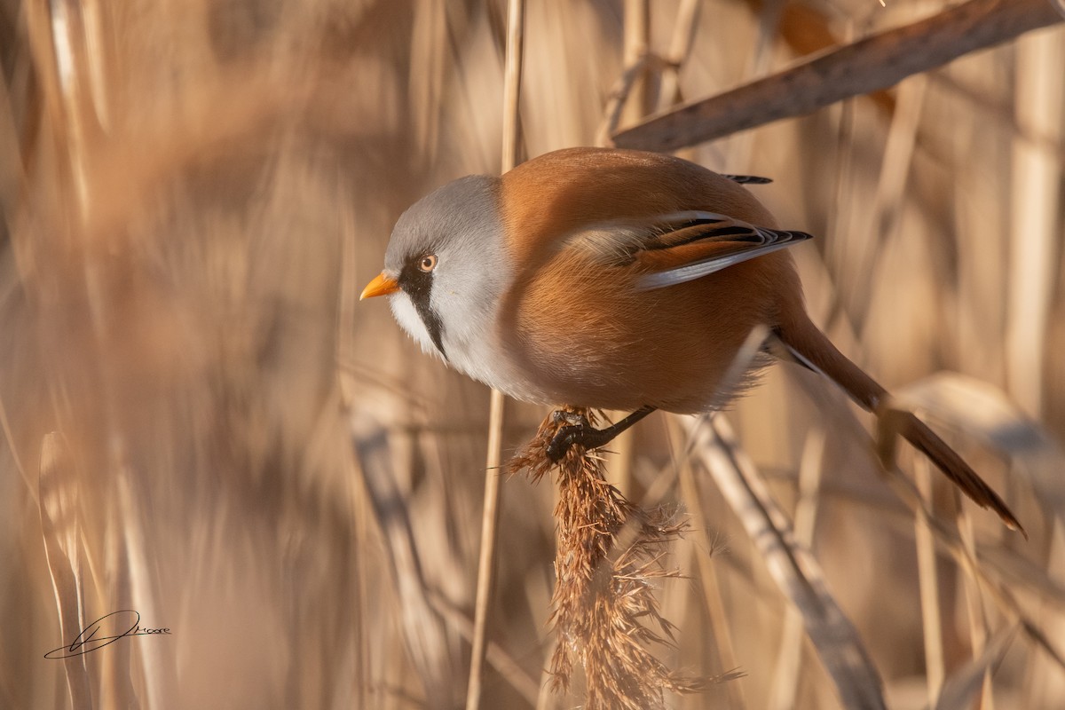 Bearded Reedling - ML646913793