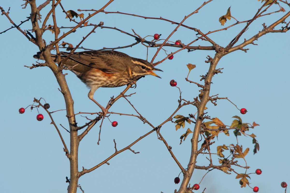 Redwing - ML646913795