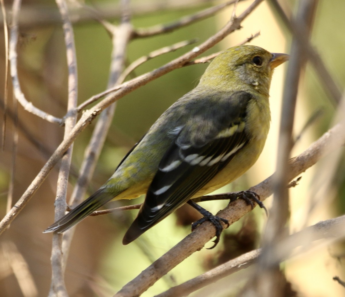 Желтоплечая пиранга - ML646913800