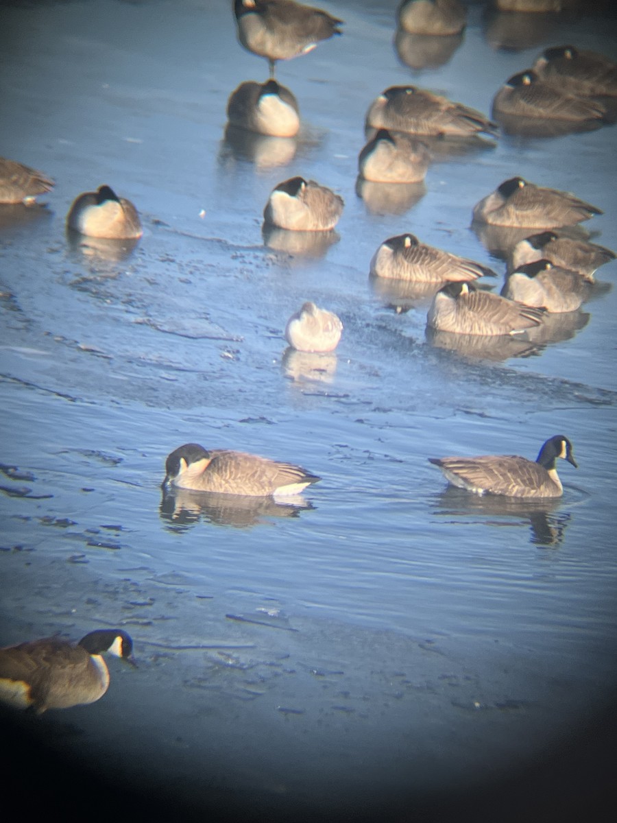 אווז שלג - ML646913801