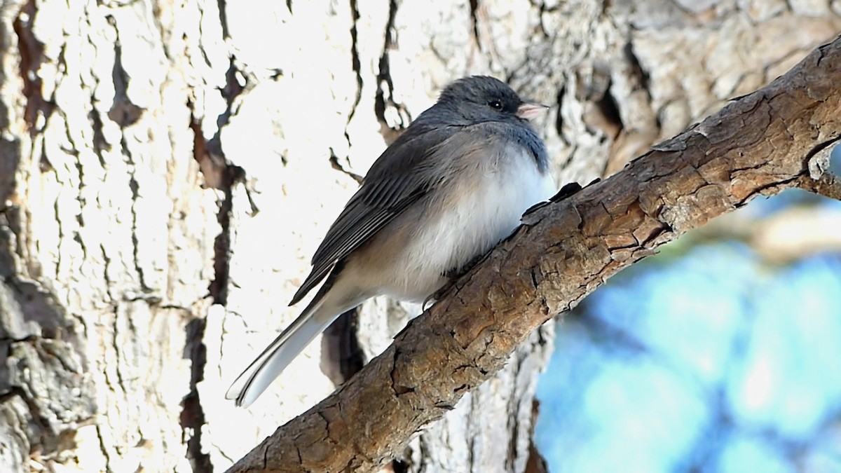 vinterjunko - ML646913802