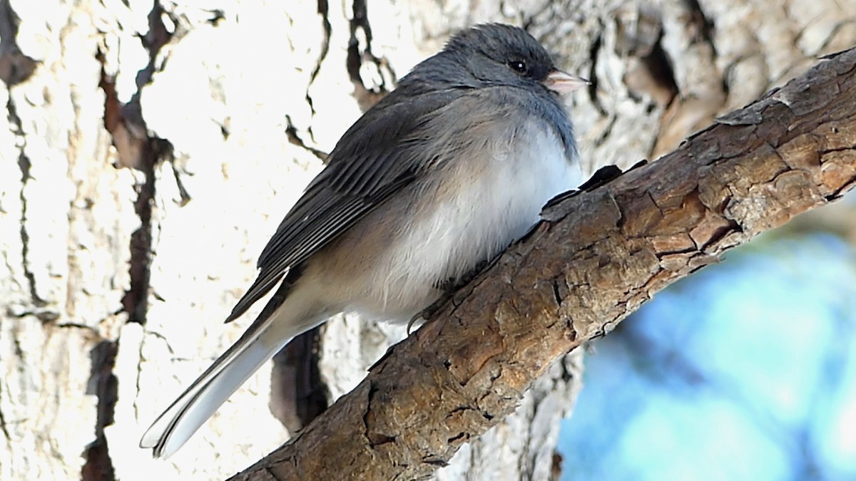 vinterjunko - ML646913803