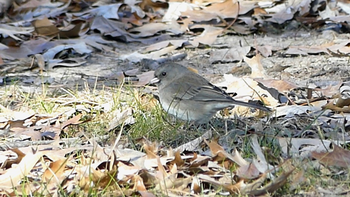 vinterjunko - ML646913804