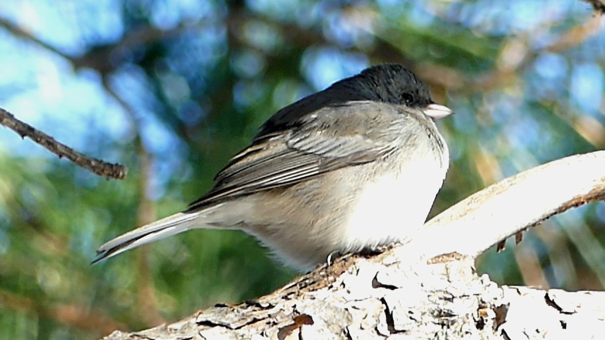 vinterjunko - ML646913805