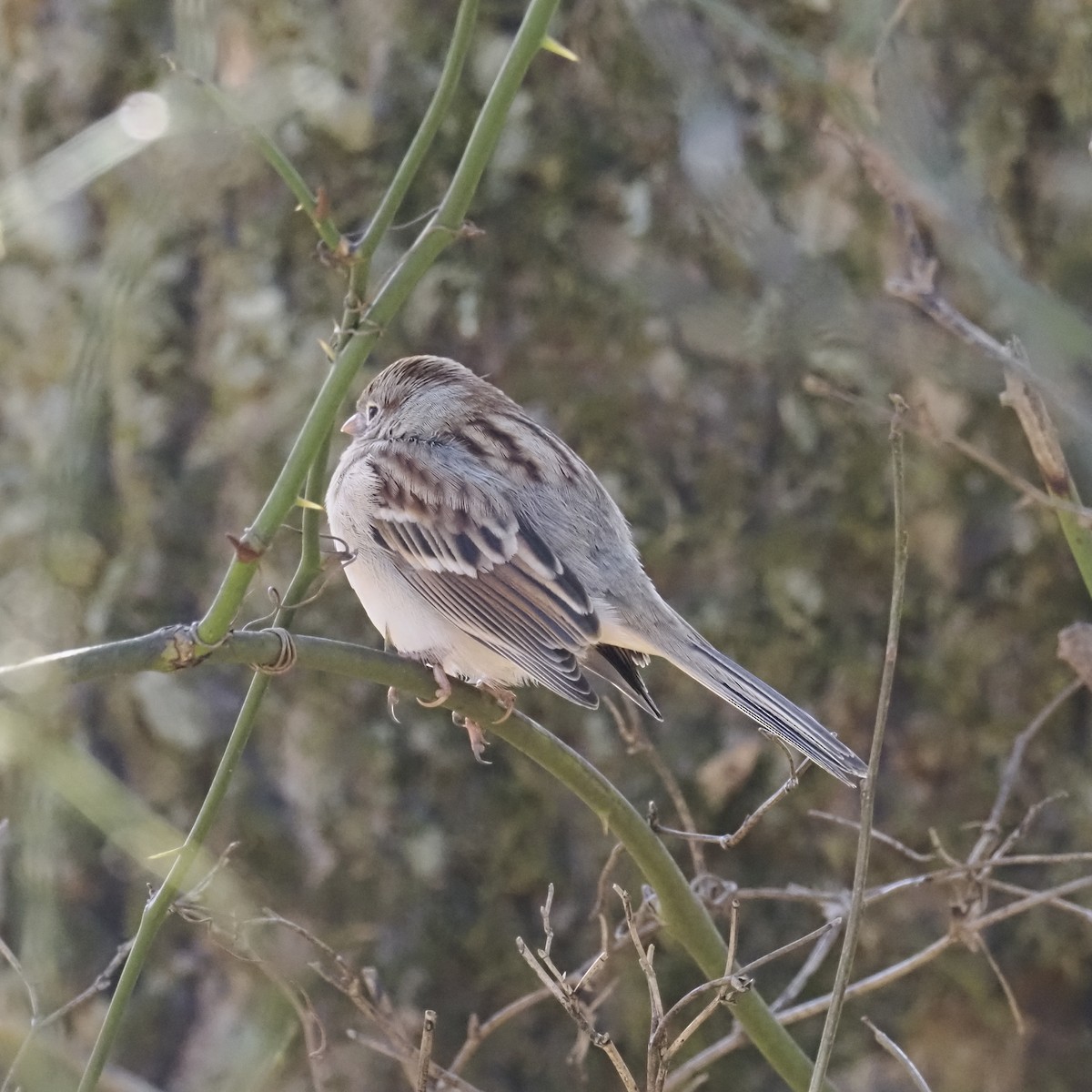 Field Sparrow - ML646913806