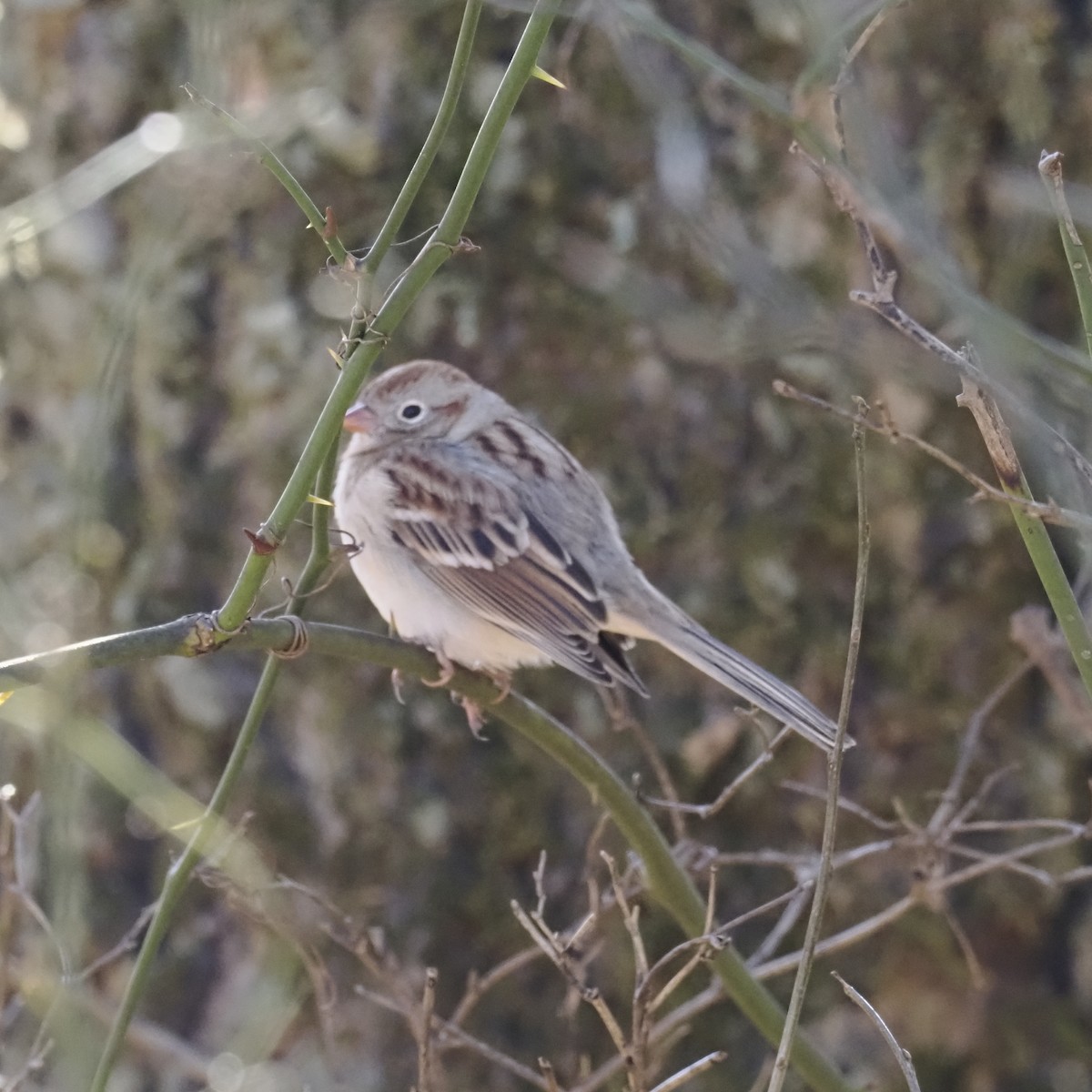 Field Sparrow - ML646913807