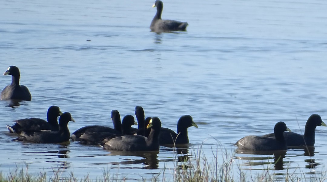 Red-gartered Coot - ML646913809