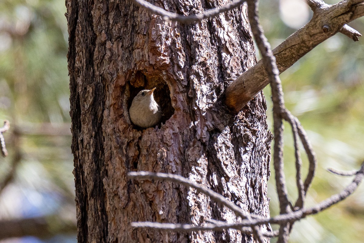 Northern House Wren - ML646913813