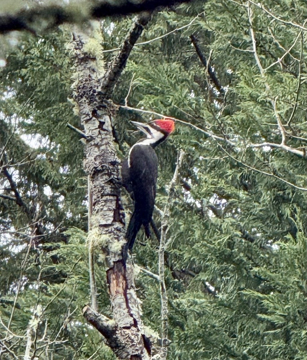 エボシクマゲラ - ML646913824