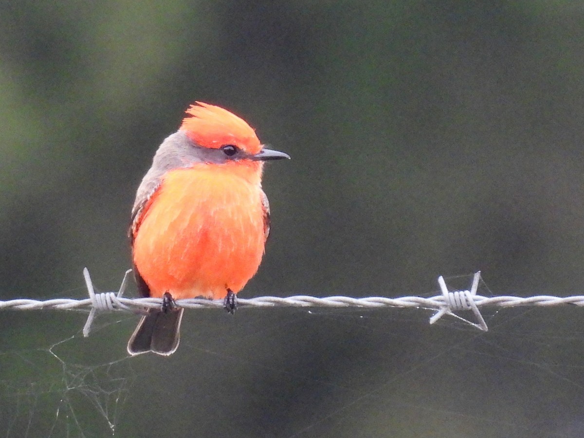Vermilion Flycatcher - ML646913828