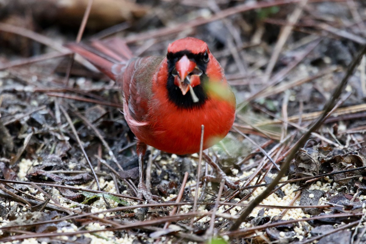 Красный кардинал - ML646913829