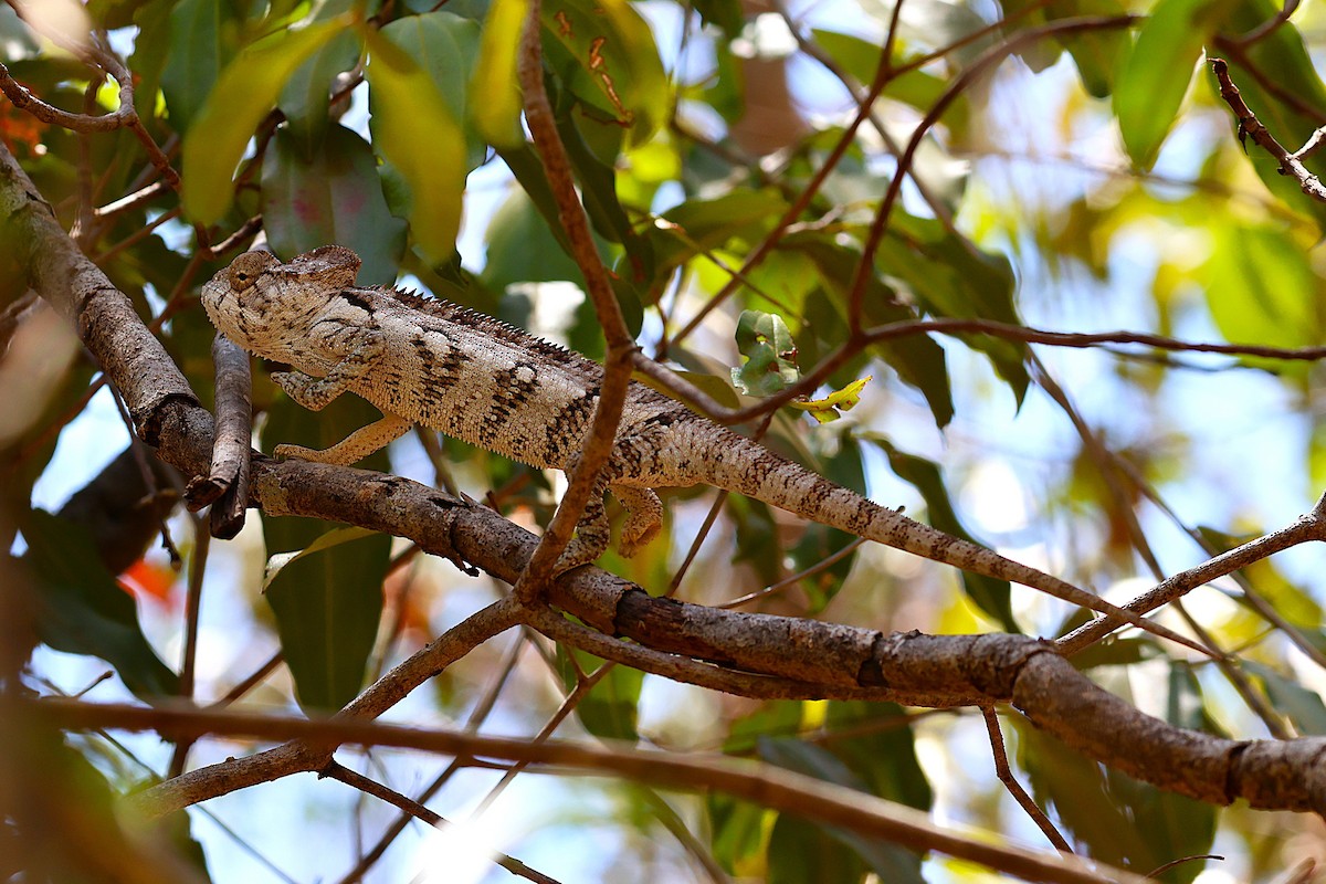 Oustalet's Giant Chameleon - ML646913832