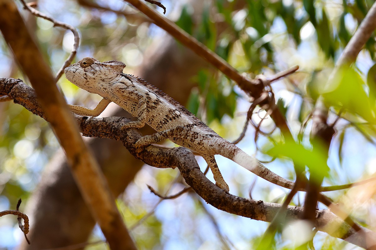 Oustalet's Giant Chameleon - ML646913833