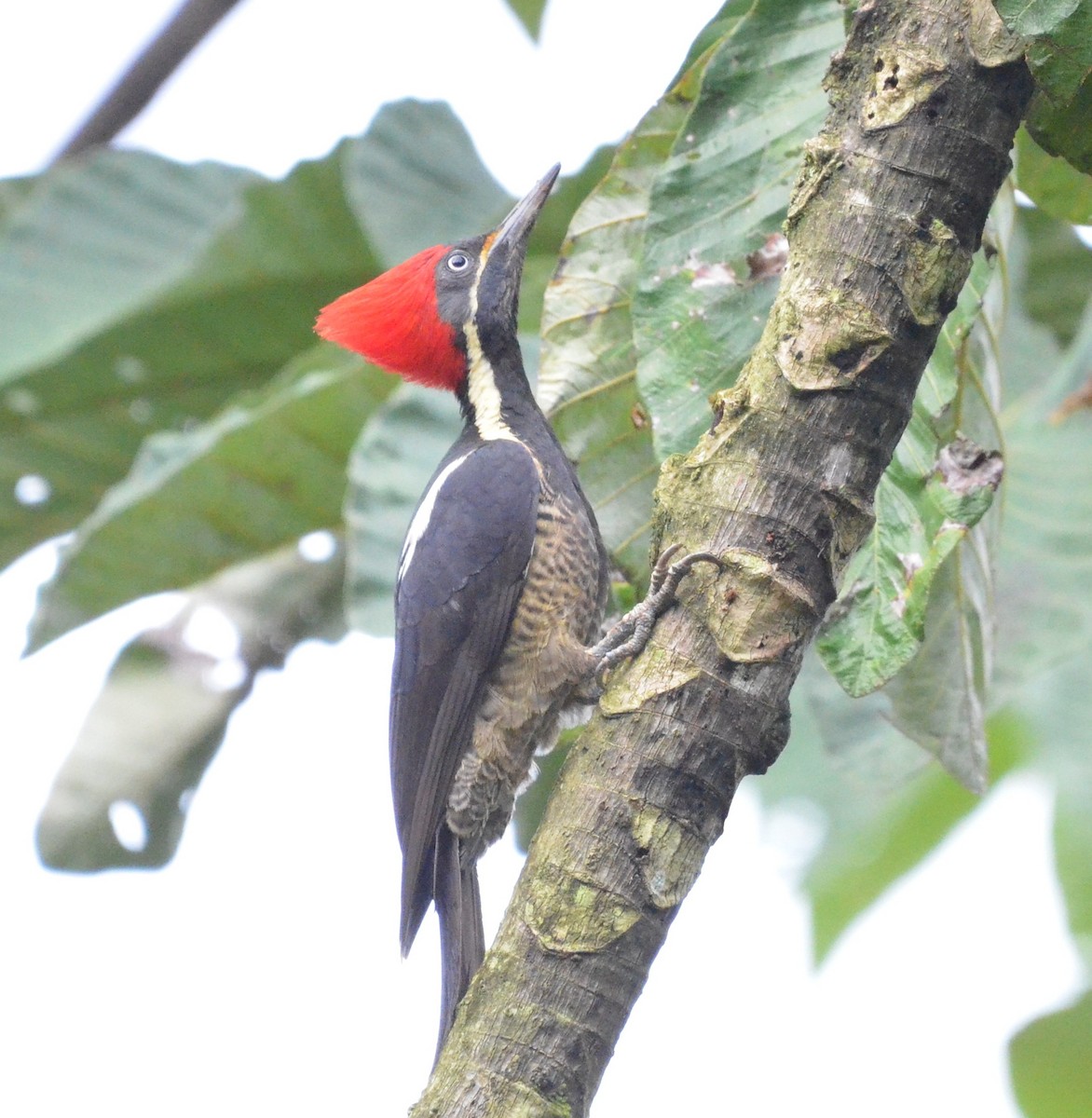 stripesvartspett - ML646913837