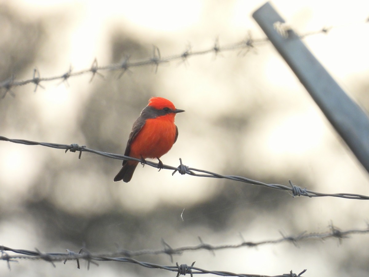 Vermilion Flycatcher - ML646913841