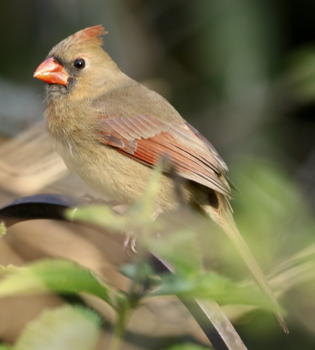 Красный кардинал - ML646913842