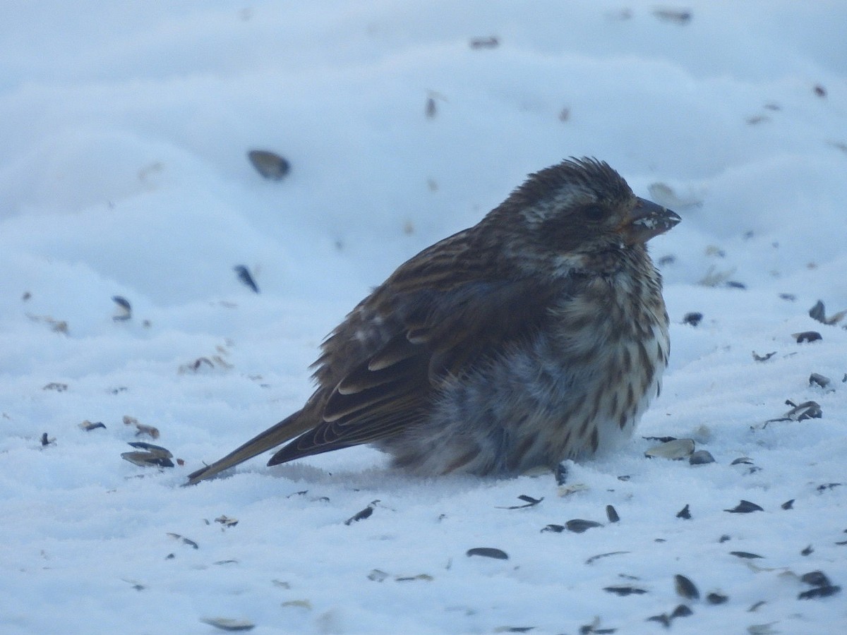Purple Finch - ML646913845
