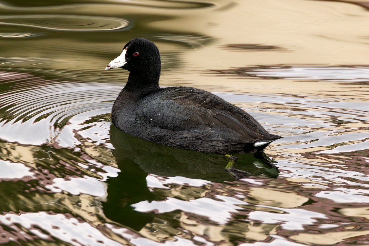 American Coot - ML646913847