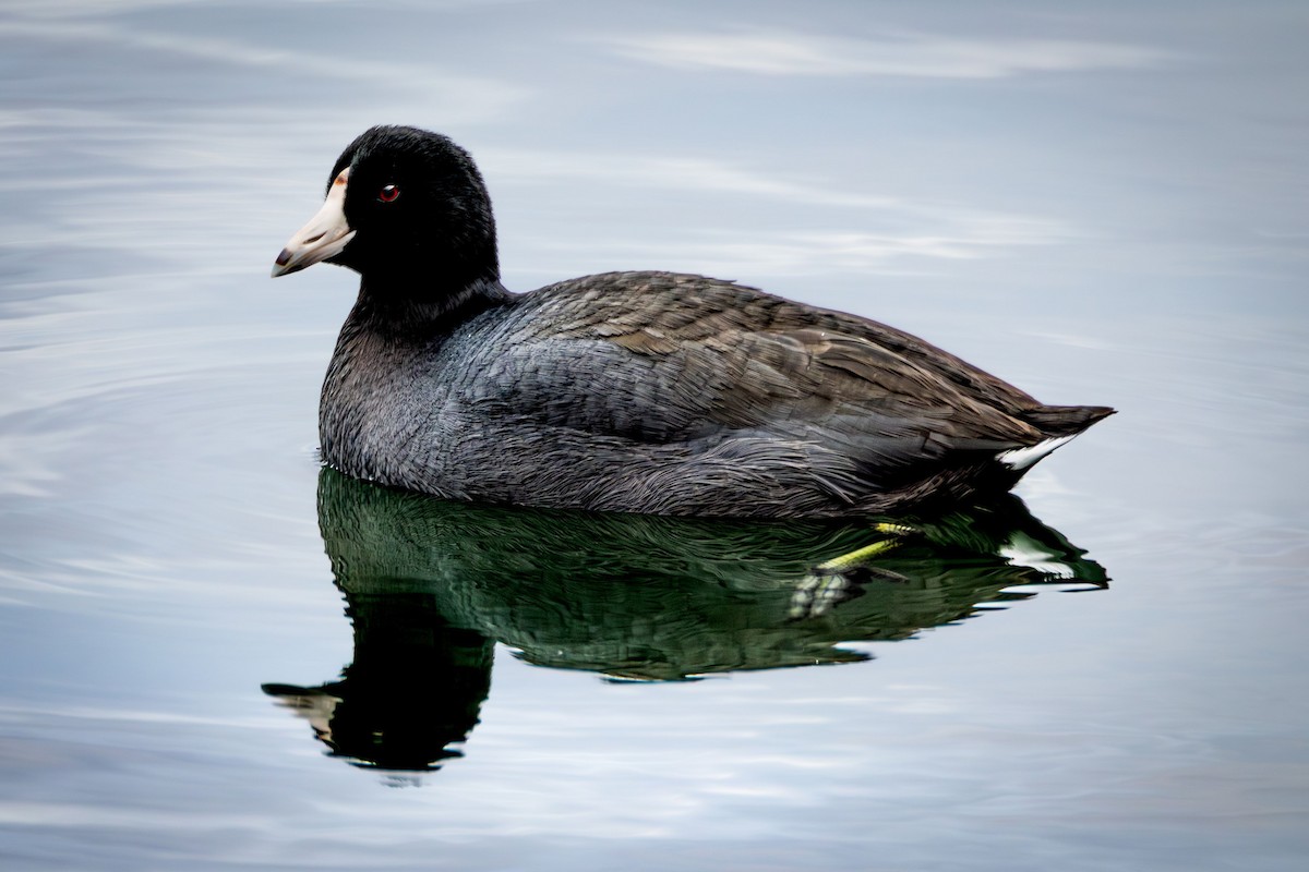 American Coot - ML646913848