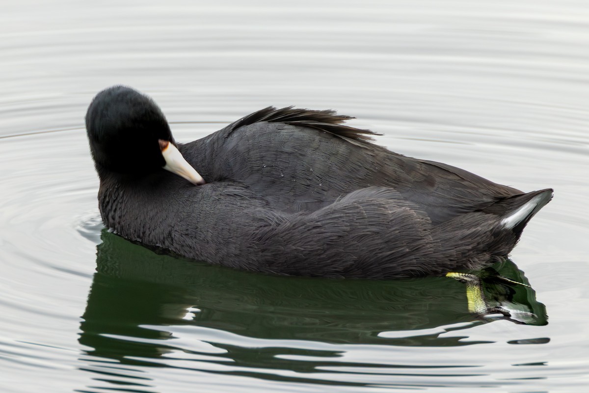 American Coot - ML646913849