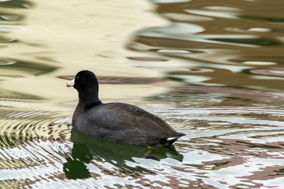American Coot - ML646913850