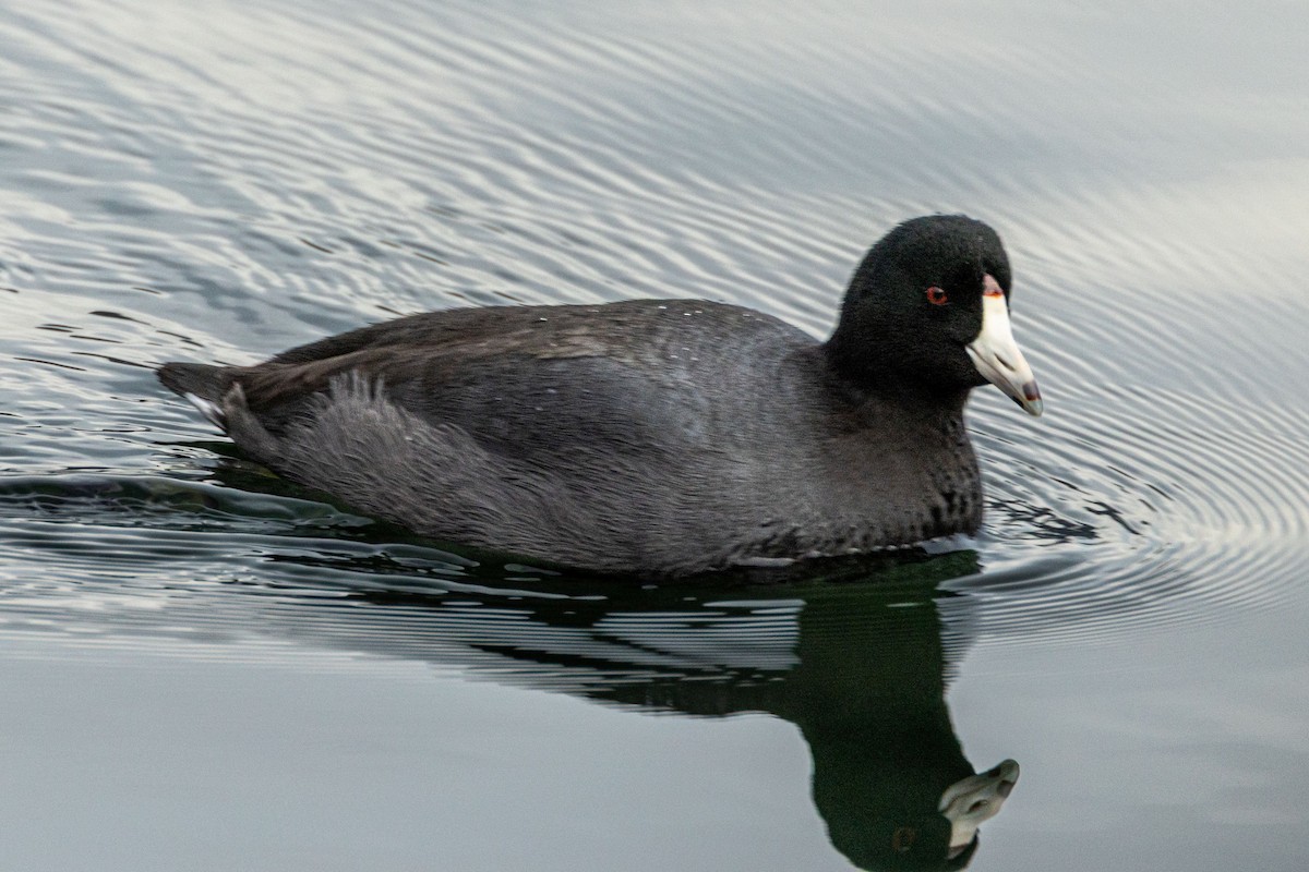American Coot - ML646913851