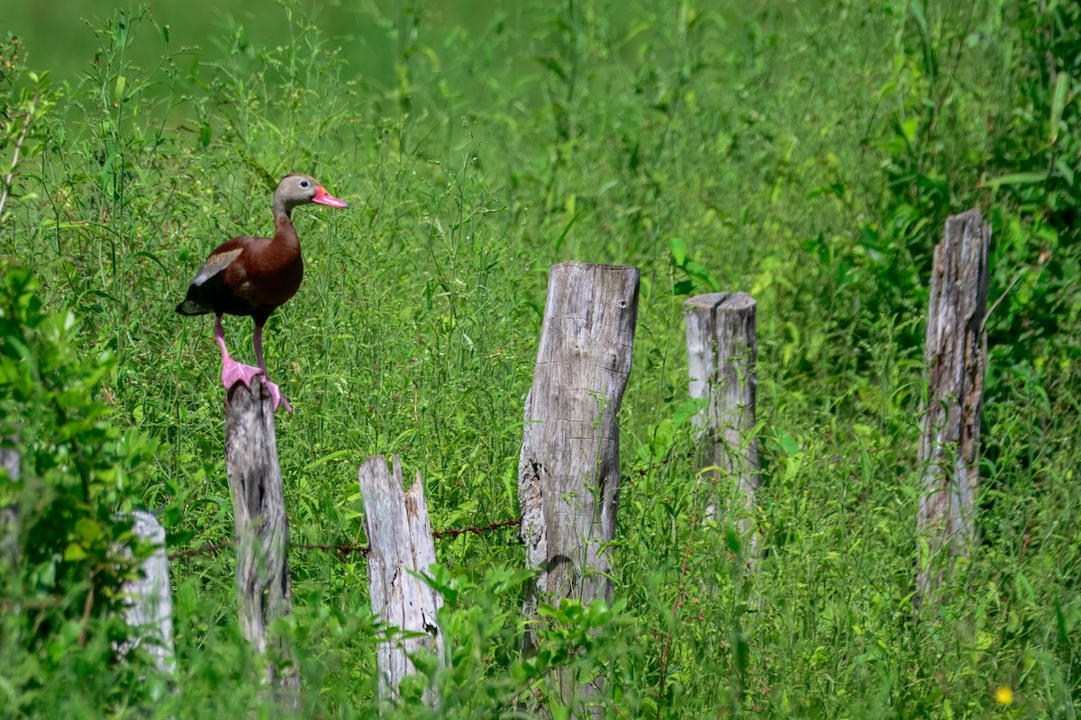 Black-bellied Whistling-Duck - ML646913855