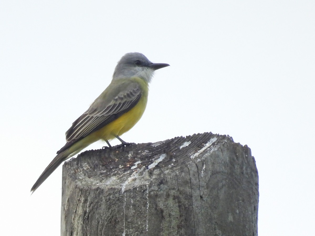 Tropical Kingbird - ML646913856