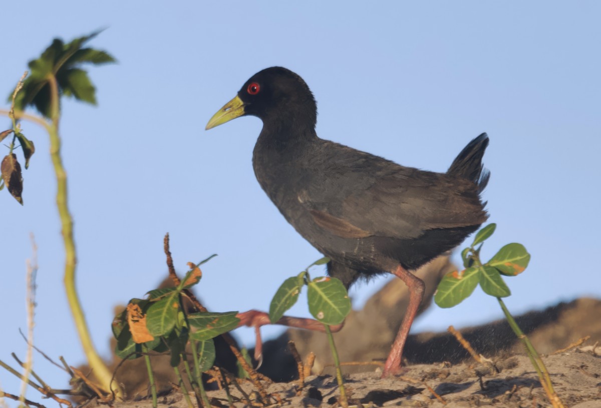 Black Crake - ML646913858