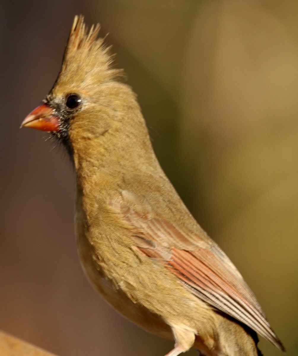 Красный кардинал - ML646913859