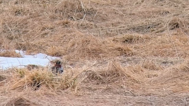 גיבתון לפלנדי - ML646913860