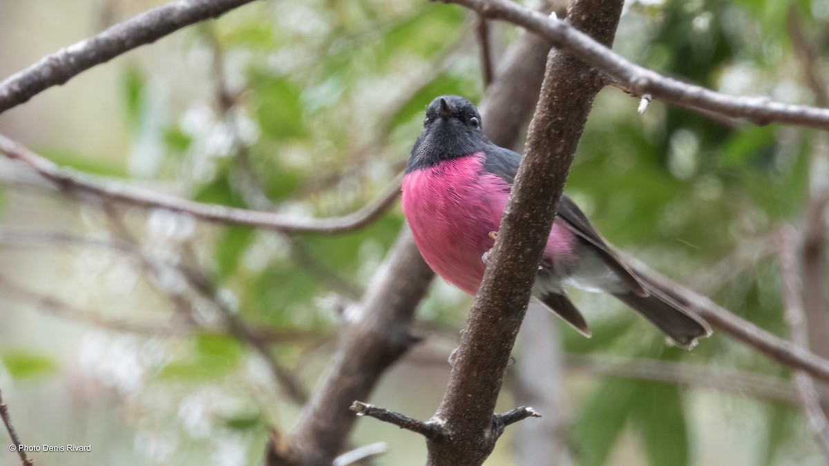 Pink Robin - ML646913861