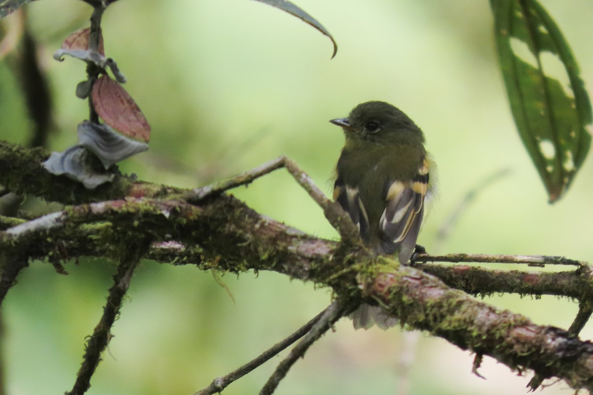 Handsome Flycatcher - ML646913862