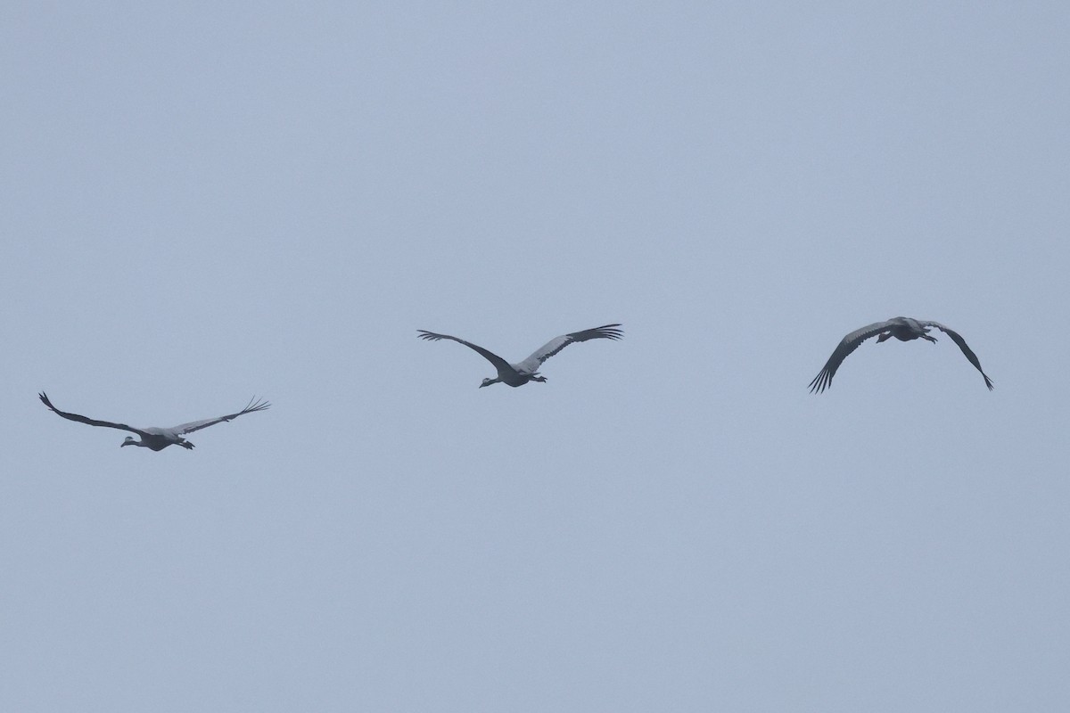 Common Crane - ML646913863