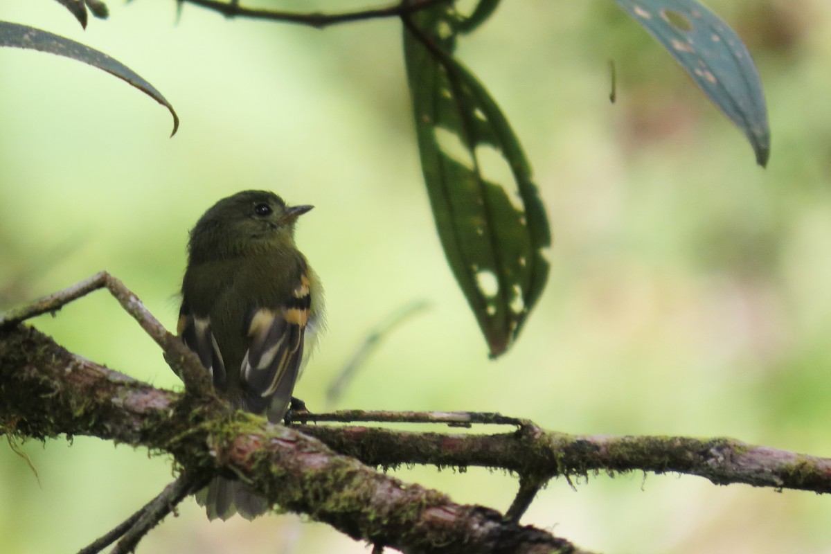 Handsome Flycatcher - ML646913864