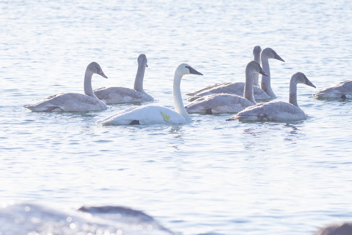 Cygne trompette - ML646913865