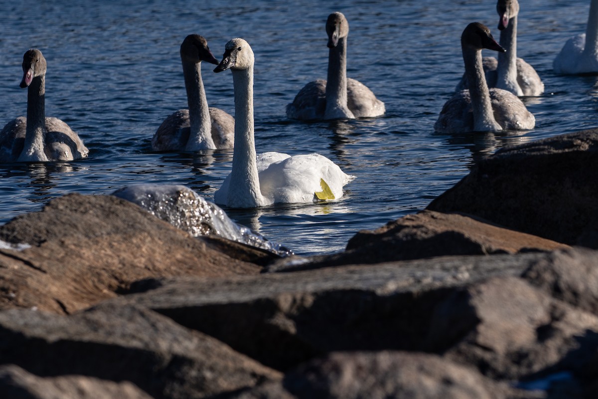 Cygne trompette - ML646913866