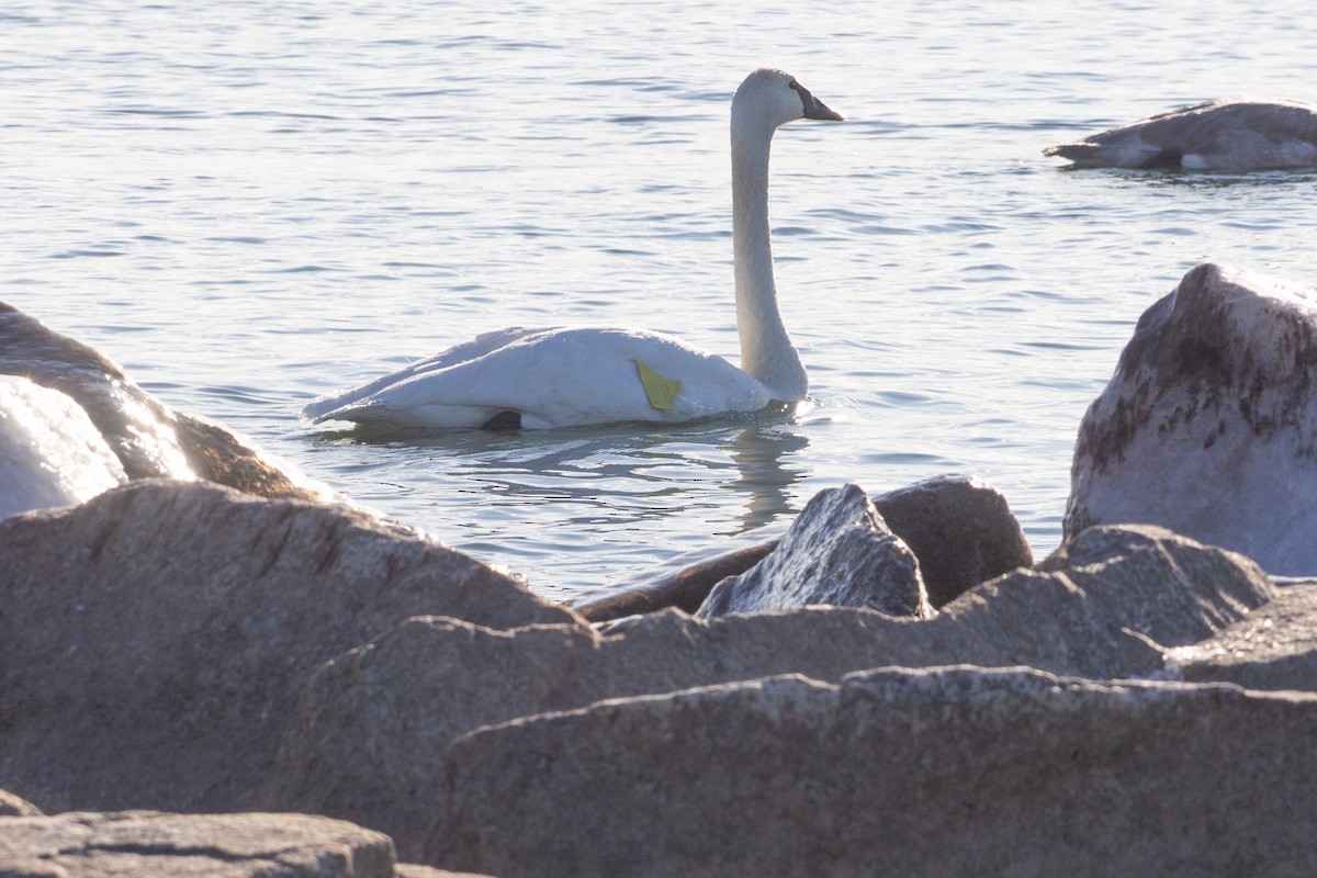 Cygne trompette - ML646913869