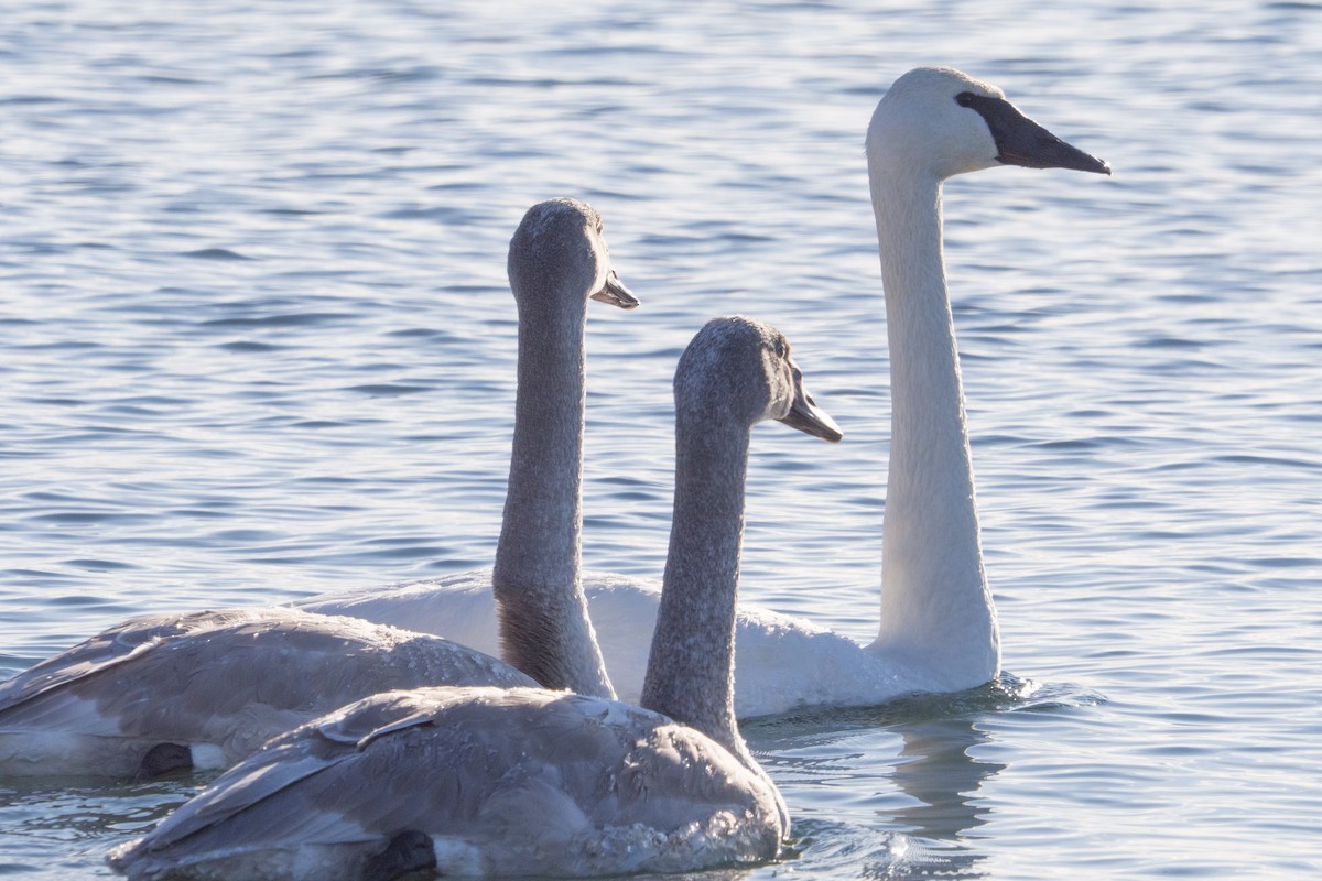 Cygne trompette - ML646913870