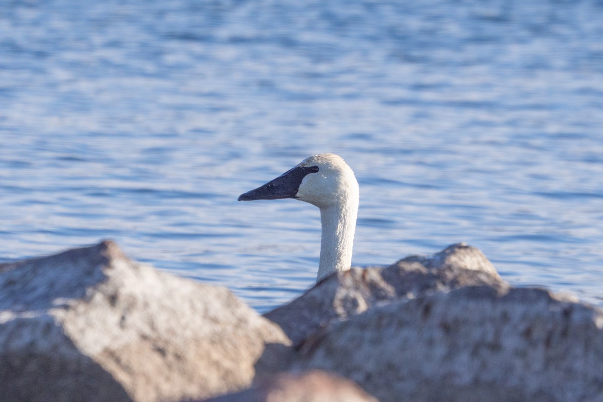 Cygne trompette - ML646913871