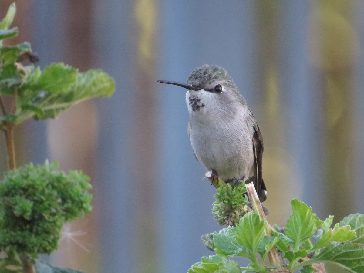 Costa's Hummingbird - ML646913873