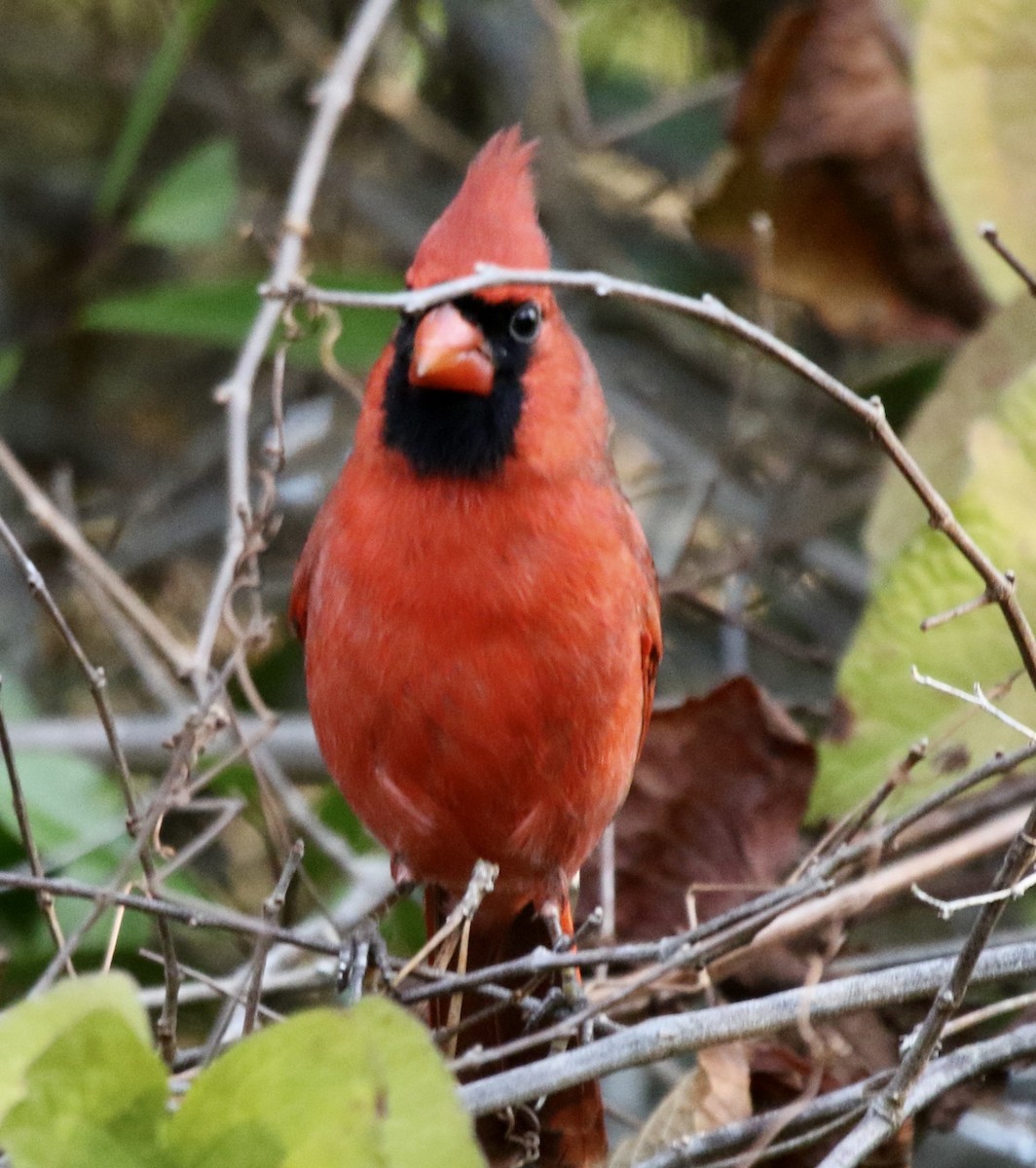 Красный кардинал - ML646913875