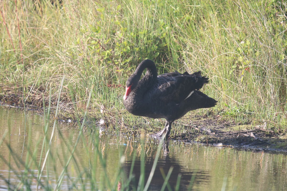 Black Swan - ML646913877