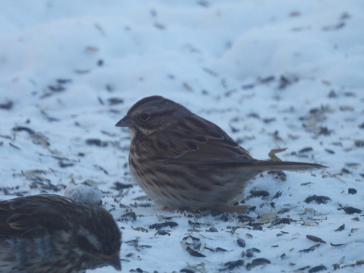 Song Sparrow - ML646913879