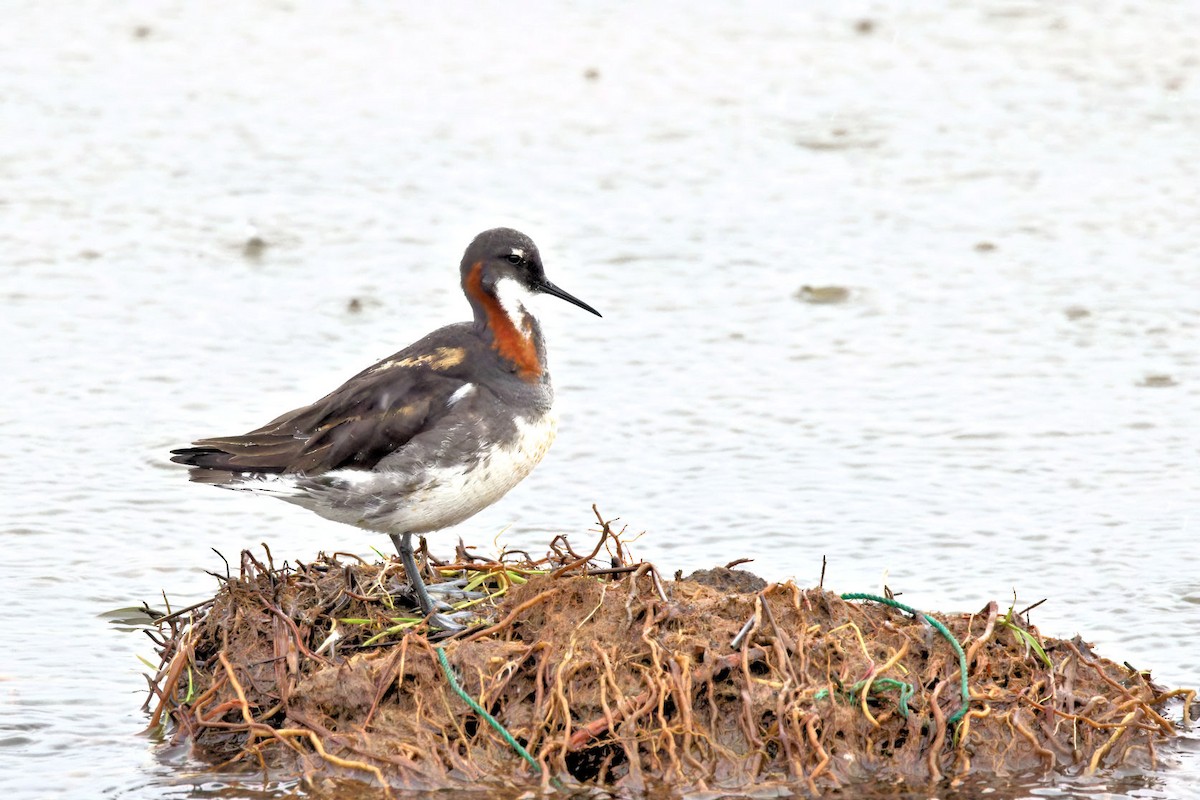 Odinshühnchen - ML646913882