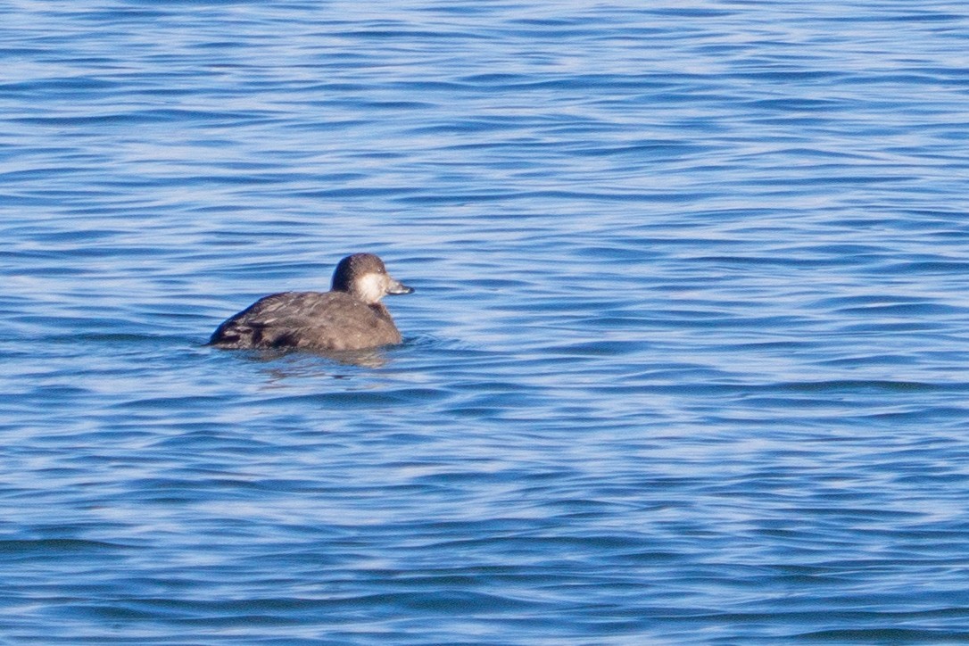 Macreuse à bec jaune - ML646913884