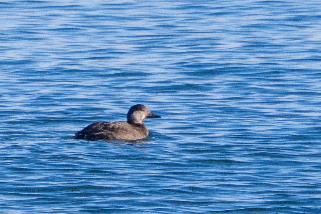 Macreuse à bec jaune - ML646913885