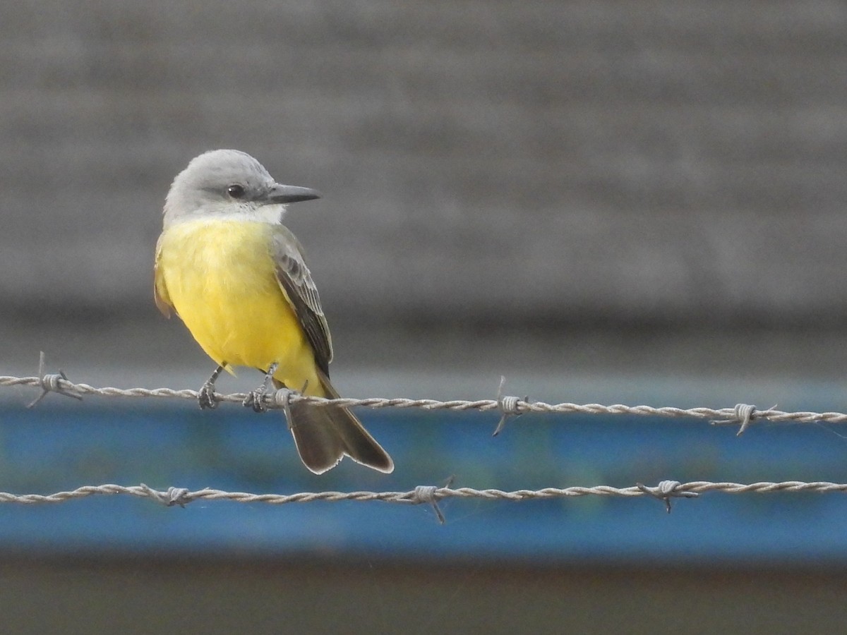 Tropical Kingbird - ML646913886
