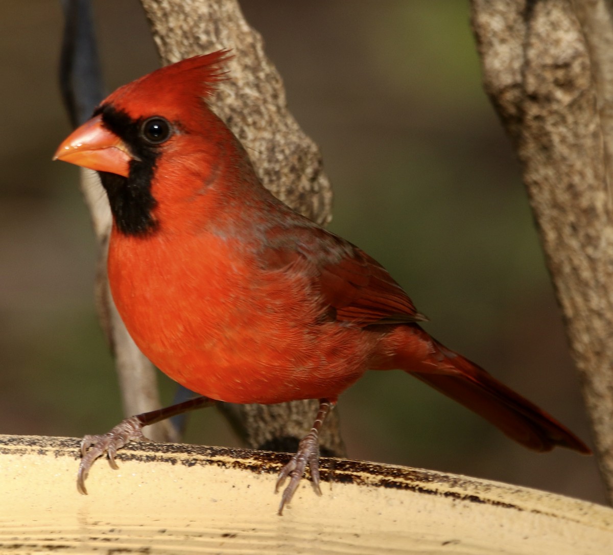 Красный кардинал - ML646913891